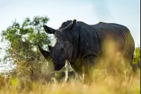 - &copy; Peace Parks Foundation/dpa