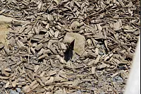 "NaturZeitReise" im Schwalenberger Wald. - © Silke Buhrmester