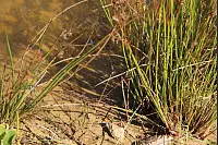 "NaturZeitReise" im Schwalenberger Wald. - © Silke Buhrmester