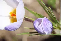 Eine Blume aus dem Garten von Meike Kloß. - © Meike Kloß