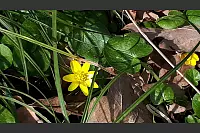 Ein Frühlingsbild aus Detmold-Jerxen, am Eselstein. - © Mona Brun