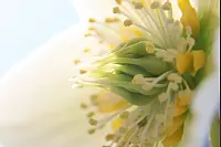 Eine Blume aus dem Garten von Meike Kloß. - © Meike Kloß