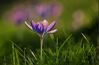 Frühlingsaufnahme aus dem Kurpark in Bad Salzuflen. - © Jürgen Podgorski