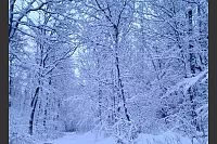Auf dem Weg von Hiddesen zum Bielstein kommt man durch diesen Winterwald. - &copy; Frank Kliewe