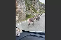 Scharen von Rentieren traf Celine Hinz auf ihrer Reise durch Norwegen und Finnland. - © Celine Hinz
