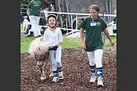 Shetlandponyturnier in Vahlhausen - © Daniela Cremer