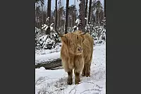 Dieses Hochlandrind genie&szlig;t den Winter in der Wistinghauser Senne. - &copy; Sandra Linnenbecker