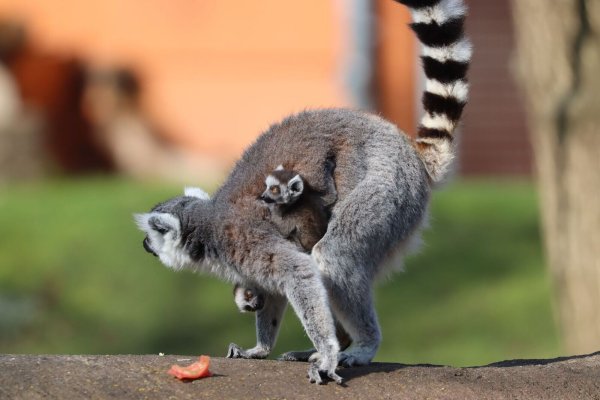 Fürs erste bleiben die kleinen Kattas bei ihrer Mutter. - © -/Tierpark Hamm/dpa