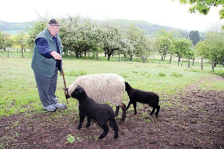 Muttertier mit schwarzen Schafen: August Wiemann erfreut sich an den wolligen "Rasenmähern" auf seinem Grundstück in Hörste. Das bisschen Mist, das sie produzieren, störe doch niemanden, ist seine Meinung. Er kann die Reaktion des Kreises Lippe nicht nachvollziehen.