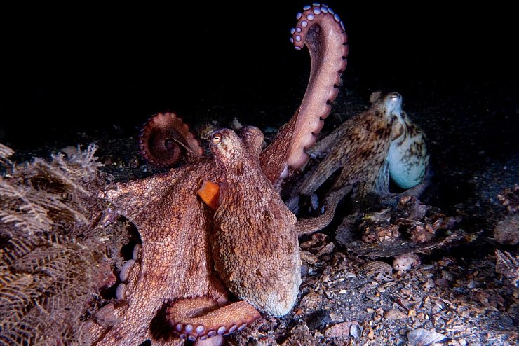 Oktopusse setzen ihre Vorderarme häufiger zum Erkunden ein, die hinteren dagegen eher zur Fortbewegung. - © Chelsea Bennice/Florida Atlantic University/dpa