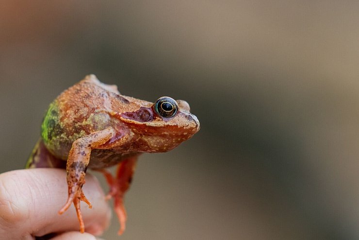 Ein Grasfrosch sitzt auf einer Hand. Nach eisiger Kälte kommen mit den milden Temperaturen die Kröten wieder in Bewegung. - © Rolf Vennenbernd/dpa