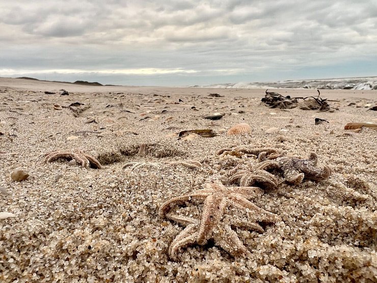 Tote Seesterne liegen am Strand zwischen den Orten Kampen und List auf Sylt. - © Lea Albert/dpa