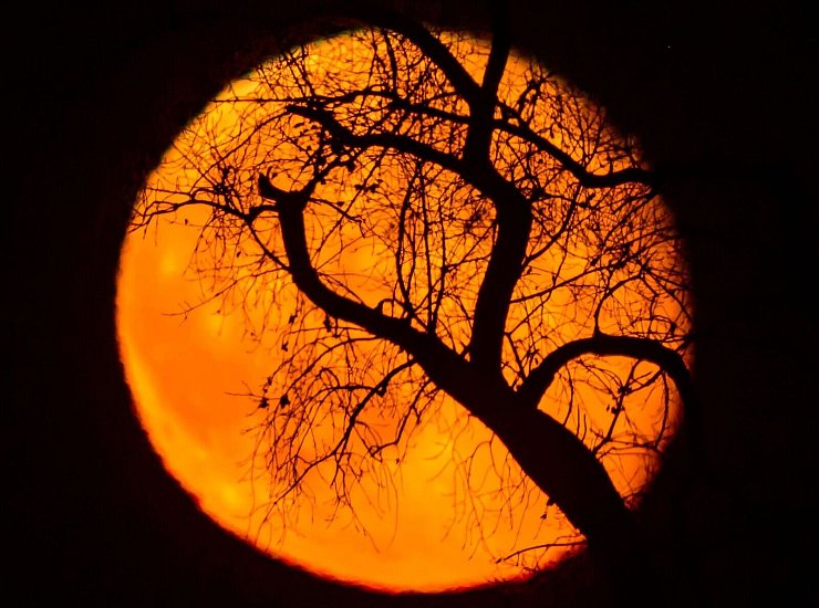 Äste eines Baumes sind vor dem rötlich leuchtenden und abnehmenden Mond am frühen Abend über der Landschaft bei Sieversdorf zu sehen. - © Patrick Pleul/dpa