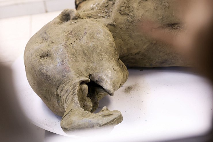 Die Überreste eines Mammut-Babys wurde durch das Schmelzen des Permafrostbodens im russischen Sibirien freigelegt. - © Michil Yakovlev/Mammoth Museum at the Russian North-Eastern Federal University telegram channel/AP/dpa