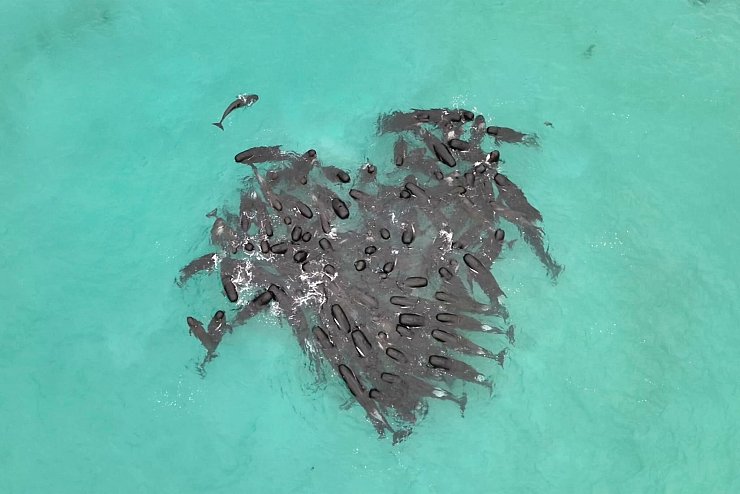 Eine Gruppe von Grindwalen versammelt sich in der Nähe des Cheynes Beach östlich von Albany. - © Supplied/Department of Biodiversity, Conservation and Attractions/AAP/dpa
