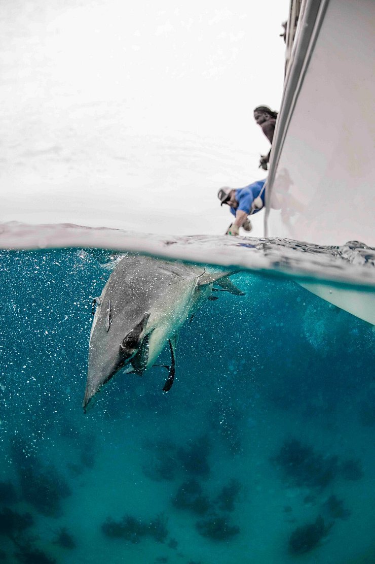 Natürliche Feinde der Hammerhaie sind andere Haie und Orcas. - © Annie Guttridge/eurekaalert.org/dpa