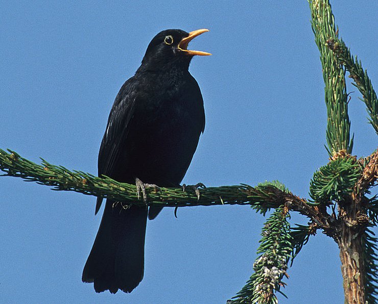 Das Usutu-Virus bedroht die Vögel. Vorsichtsmaßnahmen sollten auch Menschen treffen. - © NABU Lippe/Frank Hecker