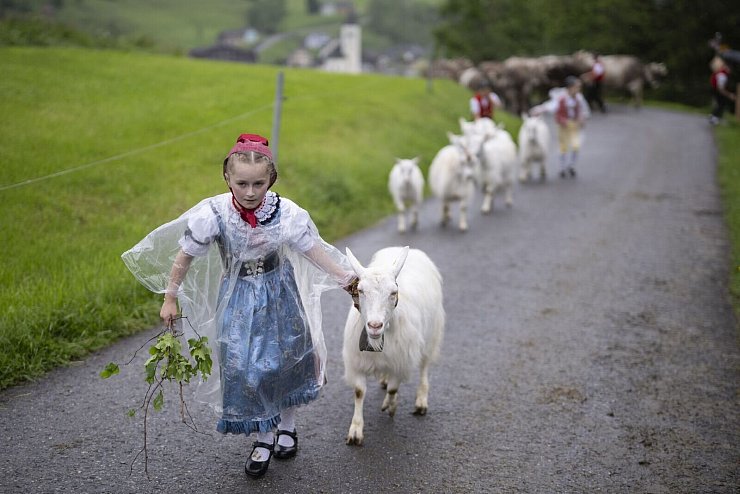Marissa Fässler führt ihre Ziegen bei der traditionellen Alpfahrt, dem feierlichen Almauftrieb, auf die Alp Soll. - © Gian Ehrenzeller/KEYSTONE/dpa