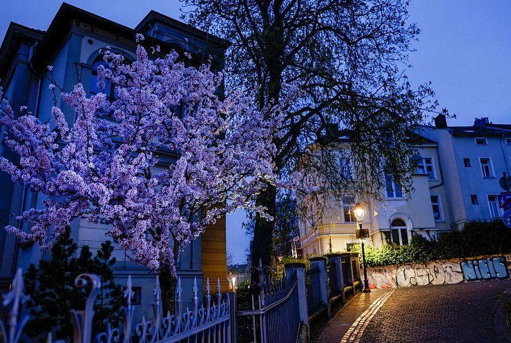 Erste rosarote Wolken am Straßenrand: Die Kirschblüte in Bonn. - © Thomas Banneyer/dpa