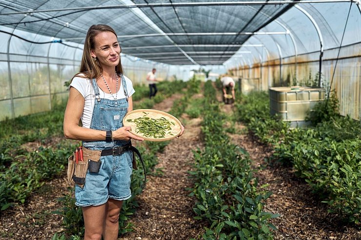Bei der Ernte ist Handarbeit gefragt. - © Michael Ukas/dpa