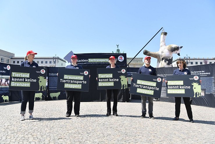 Die Aktivisten bezeichnen manche Tiertransporte als «Horrorfahrten». - © Paul Zinken/dpa
