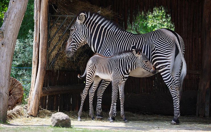 Der Leipziger Zoo schlachtete 2023 einen Zebrahengst, für den sich kein Platz in einem anderen Zoo fand. - © Jan Woitas/dpa