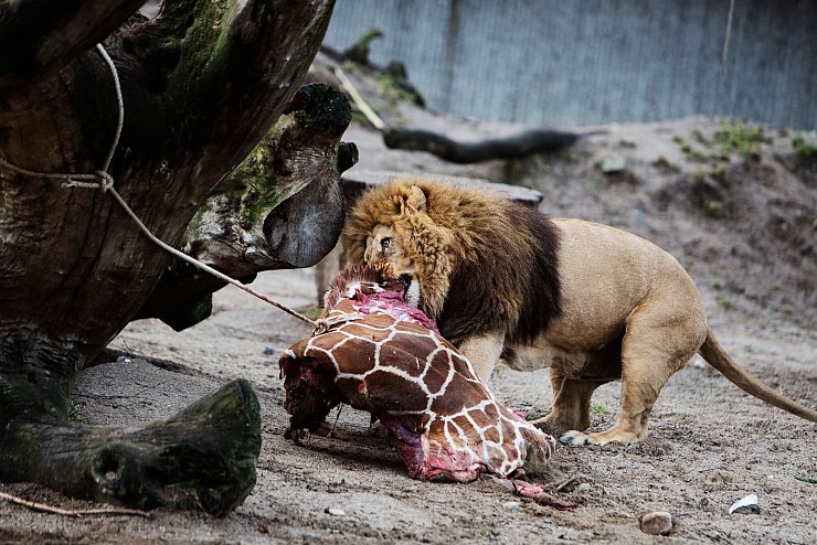 Für Schlagzeilen sorgte 2014 der Kopenhagener Zoo, als er die Giraffe Marius tötete und an Löwen verfütterte. - © Kasper Palsnov/EPA/dpa