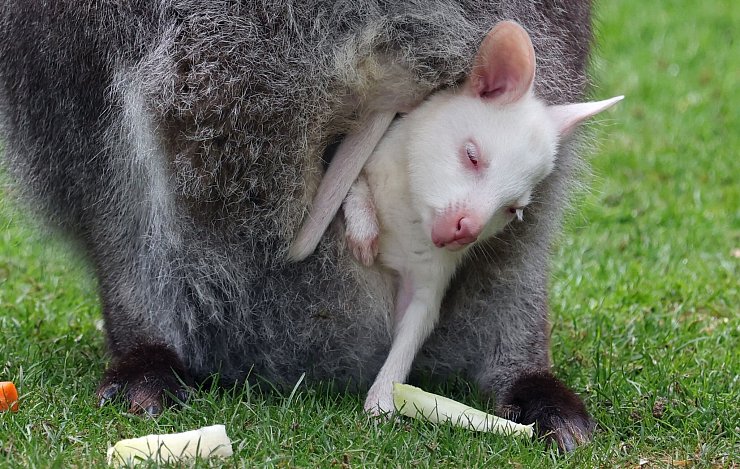 Das Kängurubaby Abigail im Beutel der Mutter im Vogelpark Marlow. - © Bernd Wüstneck/dpa