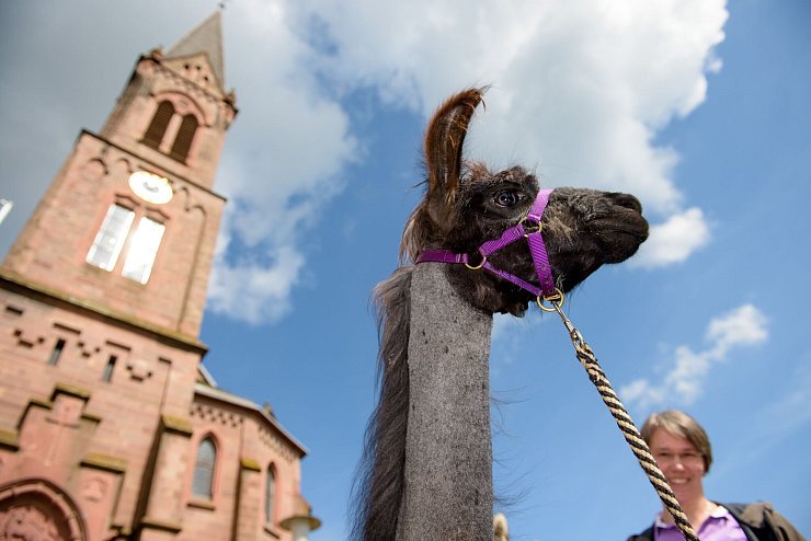 Lamas und Alpkas sind sehr sensible Tiere (Archivbild) - © picture alliance / dpa