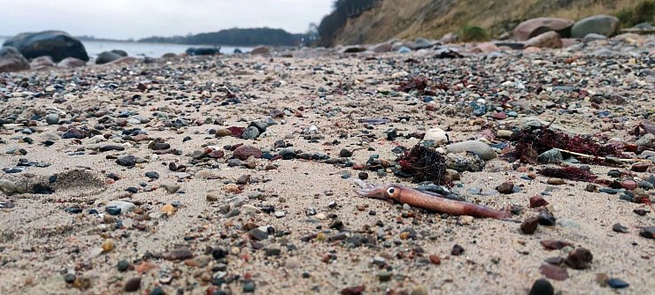 Das Tier wurde hier am Ostseestrand bei Hohwacht in Schleswig-Holstein angespült. - © Thomas Freiberg/dpa