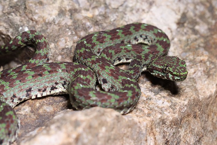 Eine grün-schwarze Grubenotter (Trimeresurus ciliaris) scheint Wimpern zu haben. - © Parinya Pawangkhanant/WWF/dpa