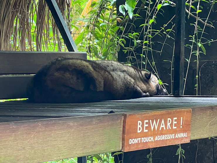 Eine Schleichkatze (Zibetkatze) liegt apathisch in einem Kaffeegarten auf Bali. - © Carola Frentzen/dpa
