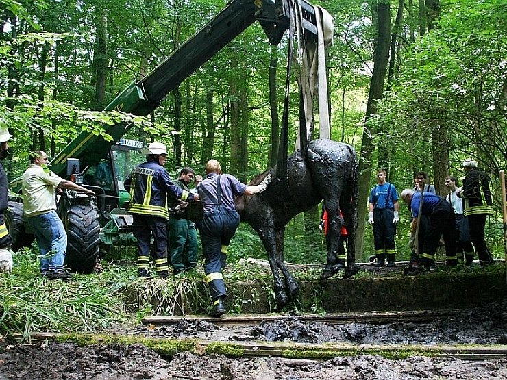 Die Warmblutstute Natascha wurde nach zwei Stunden schließlich aus dem Schlamm gezogen. - © FOTO: DAVID SCHELLENBERG