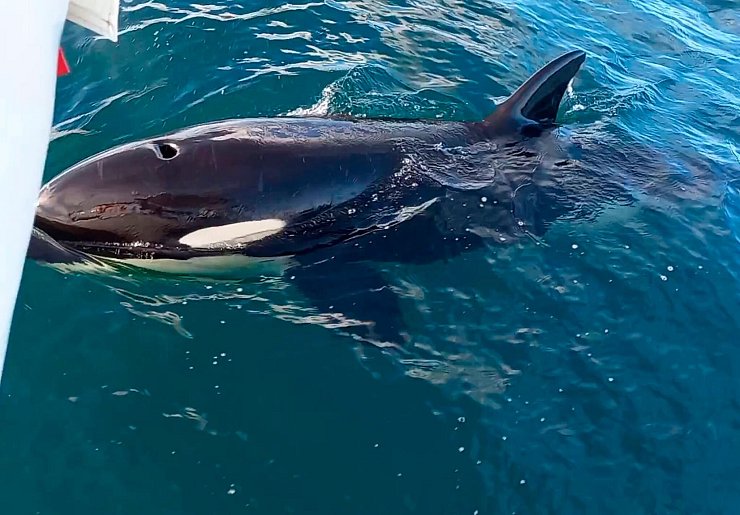 Wollen die riesigen Orcas sich mit den Attacken nur die Zeit vertreiben? - © Grupo De Trabajo Orca Atlántica/dpa