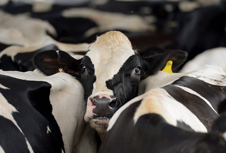 In den USA grassiert bei Milchkühen die Vogelgrippe. (Symbolbild) - © Erik S. Lesser/EPA/dpa