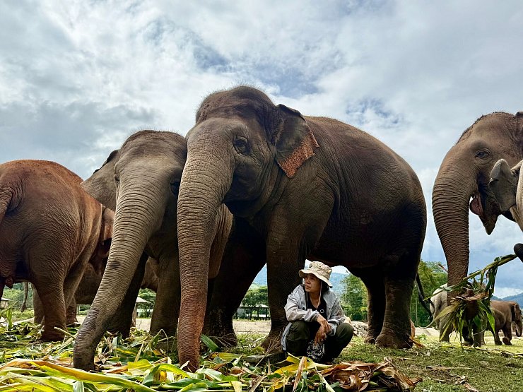 Völlig ohne Angst sitzt Lek oft unter den tonnenschweren Körpern ihrer Schützlinge. - © Carola Frentzen/dpa