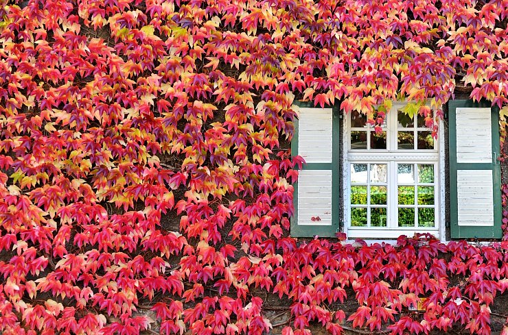 Wilder Wein ist ein Klassiker der Hausbegrünung - und nicht nur im Herbst ein wahrer Blickfang. - © Julian Stratenschulte/dpa/dpa-tmn