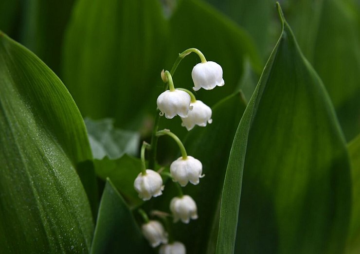 Die Blätter des Maiglöckchens ähneln denen des Bärlauchs. Allerdings bevorzugen Maiglöckchen sonnigere Standorte als Bärlauch. - © Andrea Warnecke/dpa-tmn