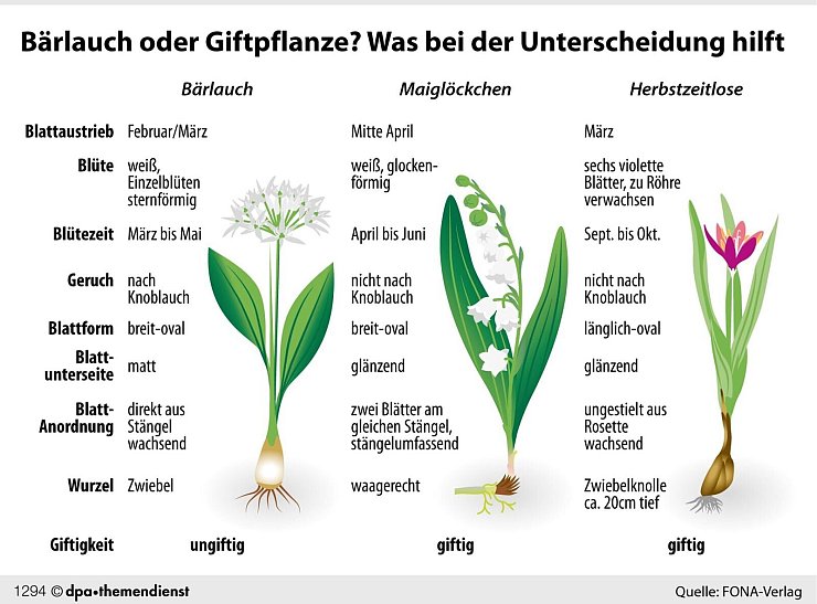 Die Unterscheidungsmerkmale von Bärlauch, Maiglöckchen und Herbstzeitlosen auf einen Blick. - © dpa-infografik GmbH/dpa-tmn