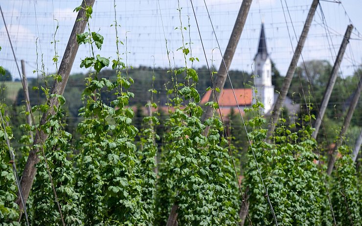 Deutschland wird wohl trotz der aktuellen Rodungen größter Hopfenanbauer bleiben. (Archivbild) - © Sven Hoppe/dpa