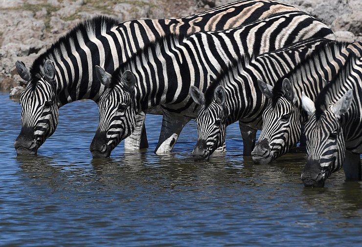 Bei Zebras sind Fellmuster einzigartig und so entschlüsselbar. - © Chen Cheng/XinHua/dpa