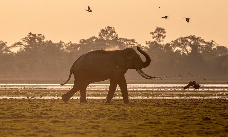 Indien hat mehrere Systeme mit Künstlicher Intelligenz entwickelt, um seine Elefanten besser zu schützen. - © Anupam Nath/AP/dpa