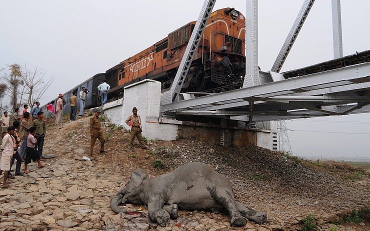 Zugstrecken in Indien sind nicht gesichert. Deswegen kommt es häufig zu Wildunfällen. - © picture alliance / dpa