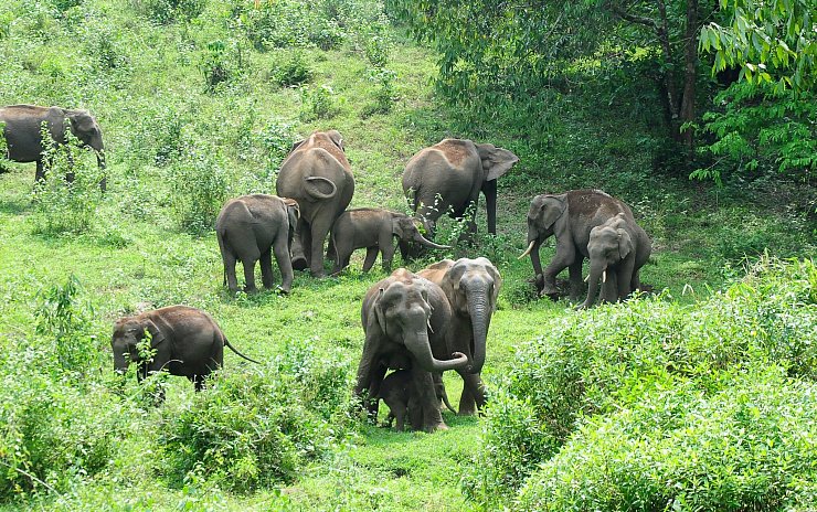 Zehntausende Elefanten leben in Indien. Straßen und Schienen durchschneiden ihre Lebensräume. - © Anup K. Venu/AP/dpa