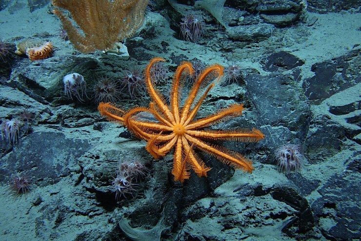 Forscher warnen: Das Unwissen könnte zum Problem werden. - © -/Ocean Discovery League/NOAA/dpa