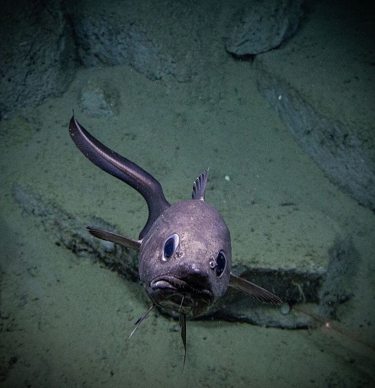 Die bisherige Erforschung der Tiefsee konzentriert sich stark auf die Küstengebiete weniger Länder. - © -/NOAA/dpa