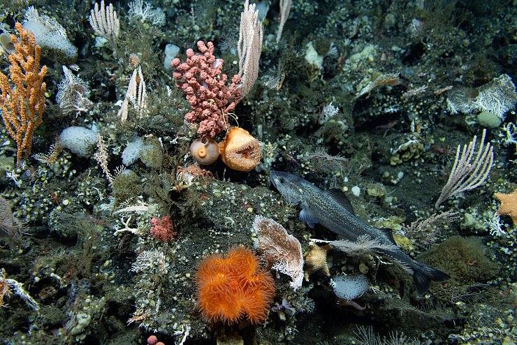 Ozeane sind stark durch den fortschreitenden Klimawandel belastet. - © -/Ocean Discovery League/NOAA/dpa