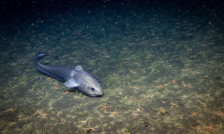 Bislang ist nur ein winziger Teil der Tiefsee erforscht. - © -/Ocean Discovery League/NOAA/dpa