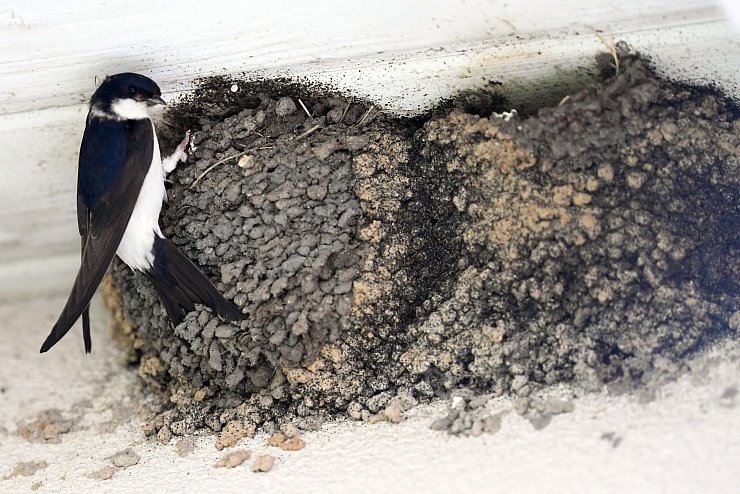 Nester von Mehlschwalben an einem Haus in Berlin. (Archivbild) - © picture alliance / Maurizio Gambarini/dpa
