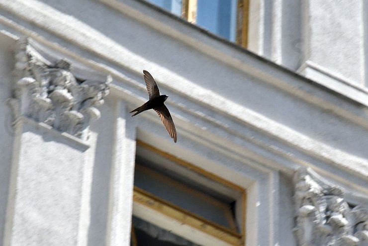 Ein Mauersegler fliegt vor einem Haus. (Archivbild) - © -/Ukrinform/dpa